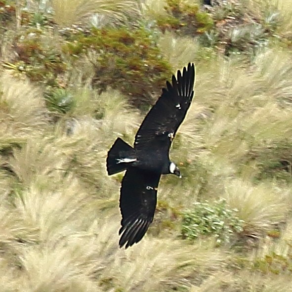 Andean Condor - Ryan Candee