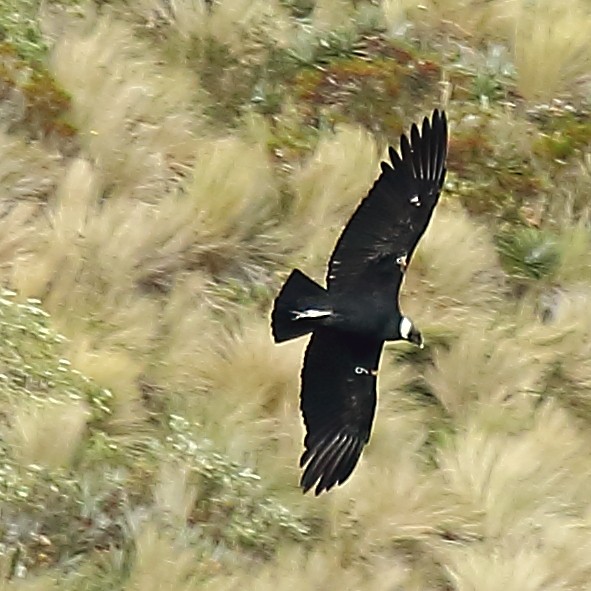 Andean Condor - ML610983746