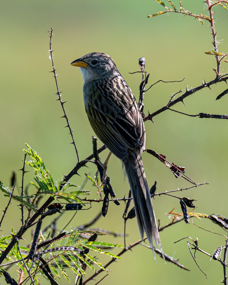 Wedge-tailed Grass-Finch - ML610984312