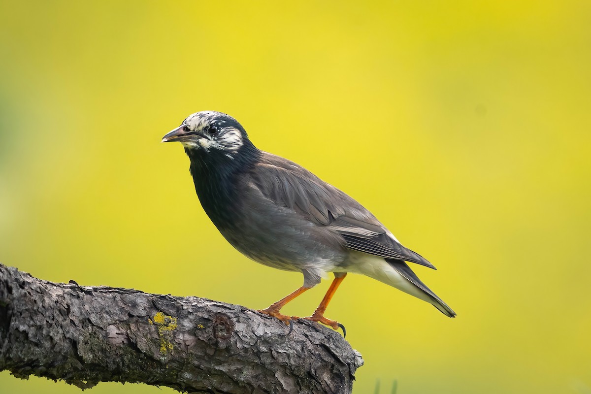 White-cheeked Starling - James Patten