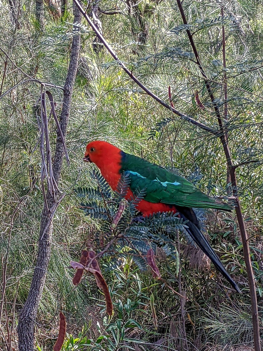 Avustralya Kral Papağanı - ML610984405