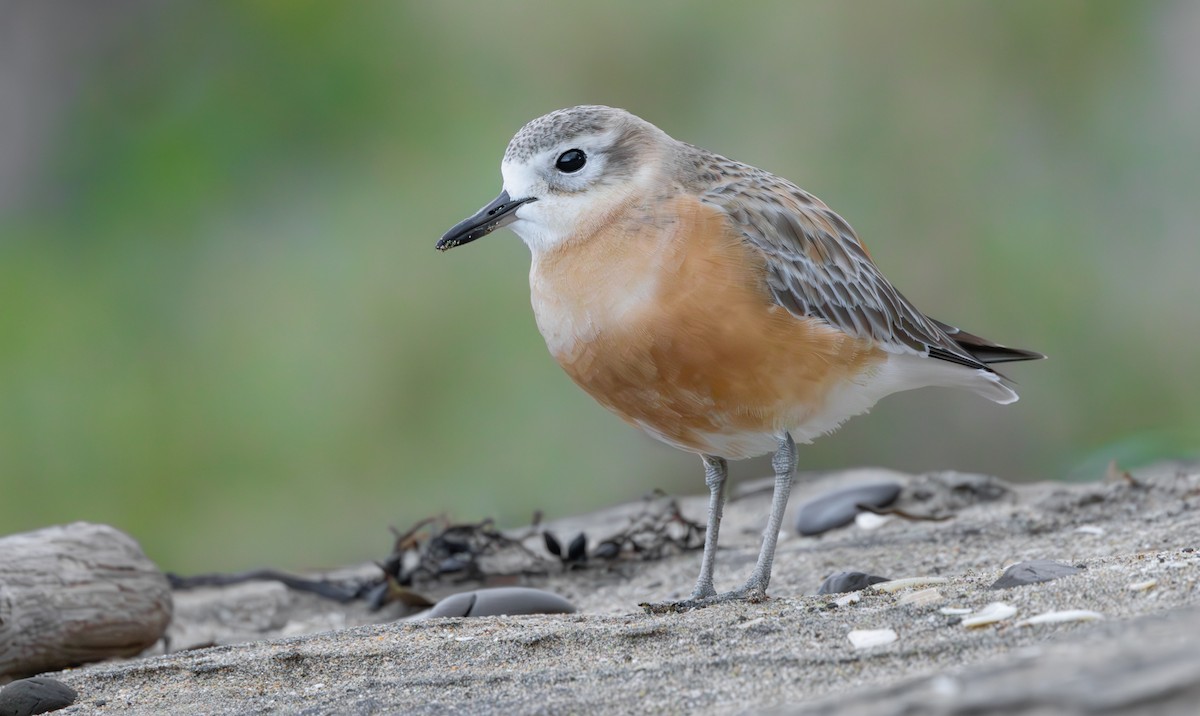 Red-breasted Dotterel - ML610984701