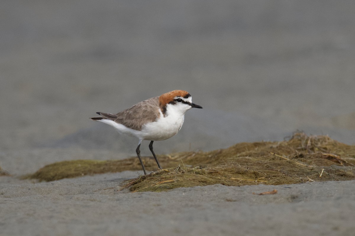 Red-capped Plover - ML610984870