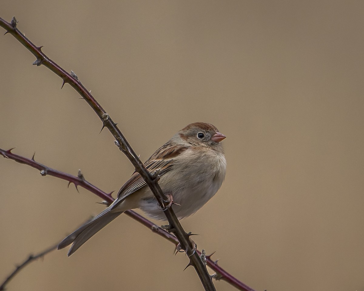 Field Sparrow - ML610985008