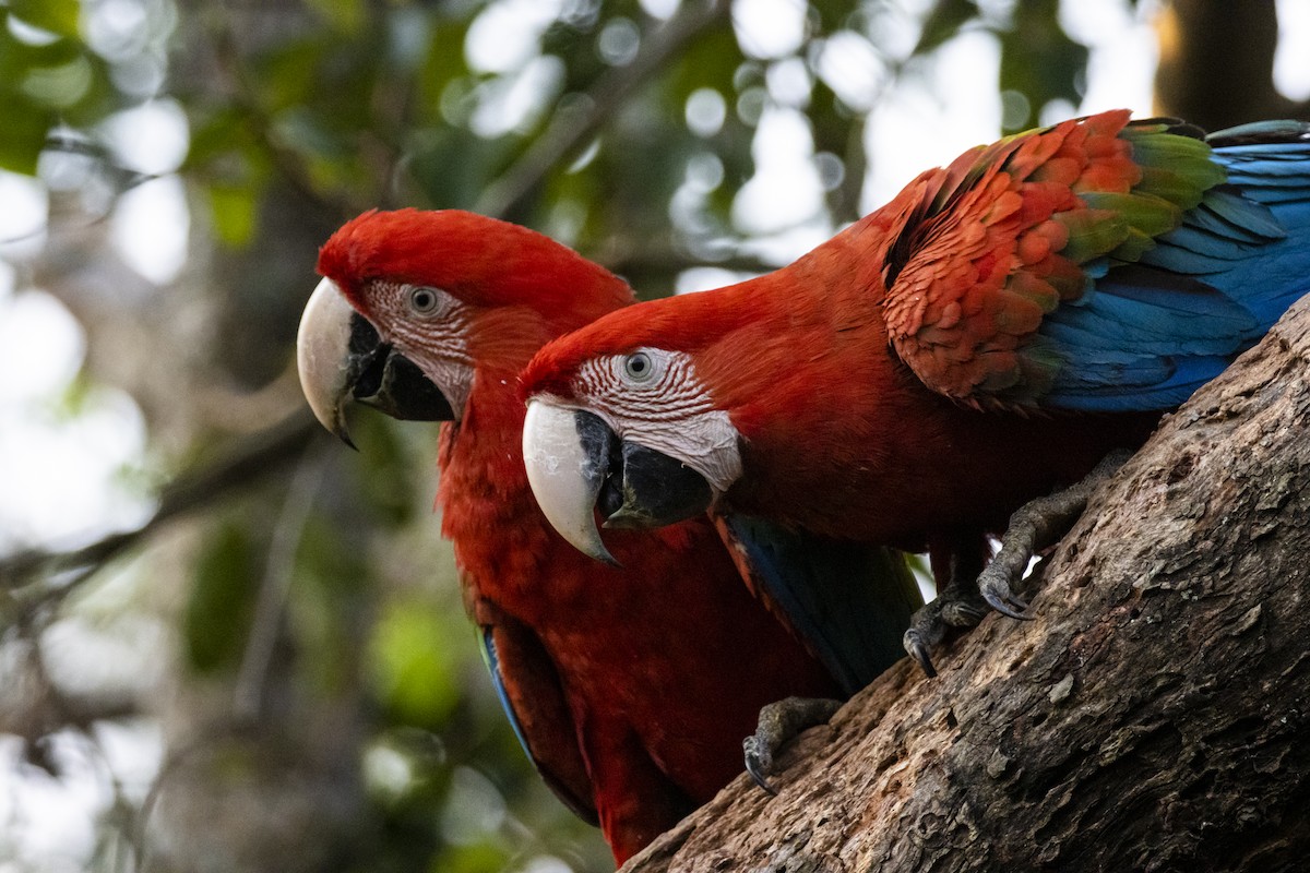 Red-and-green Macaw - ML610985277