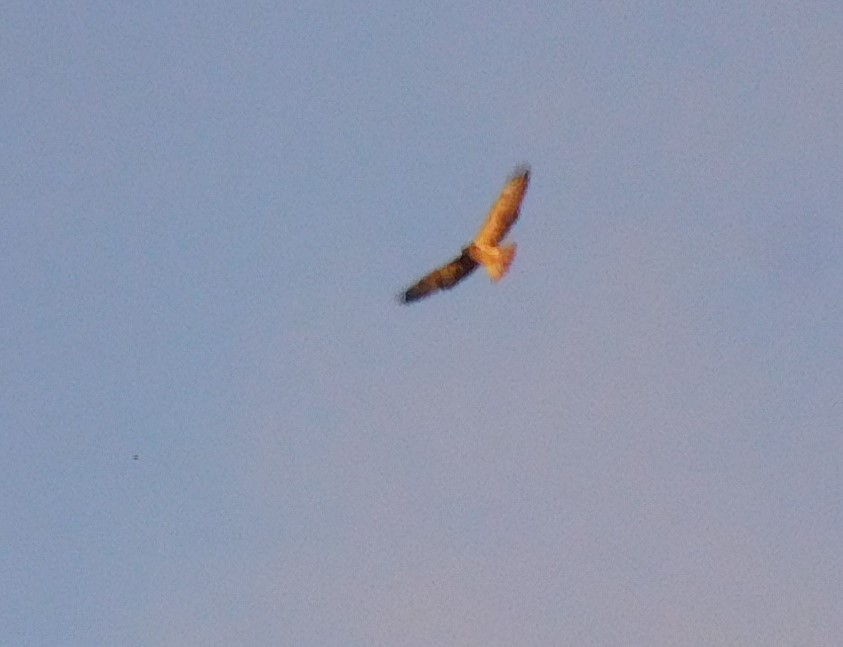 Red-tailed Hawk - ML610985389