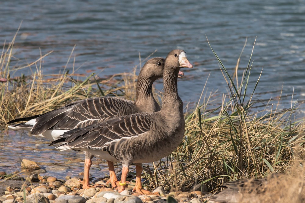 Greater White-fronted Goose - ML610985649