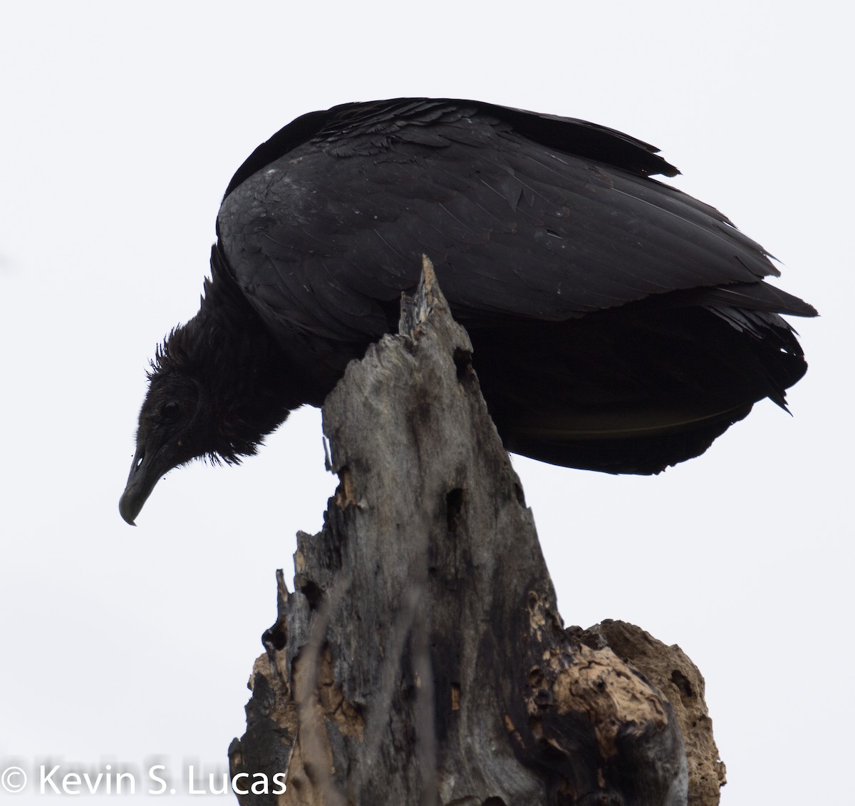 Black Vulture - KEVIN LUCAS 🕊👀🚵‍