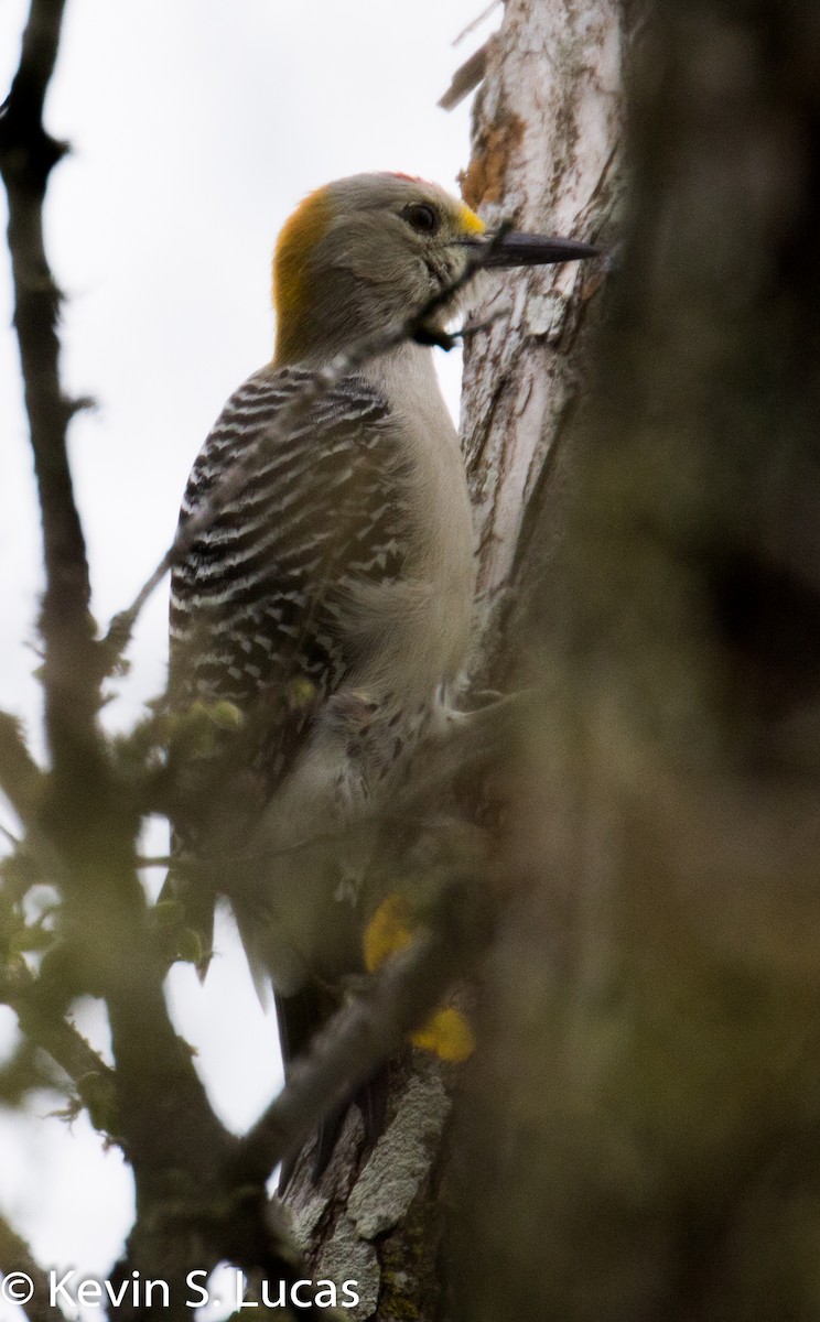 Golden-fronted Woodpecker - ML610986017