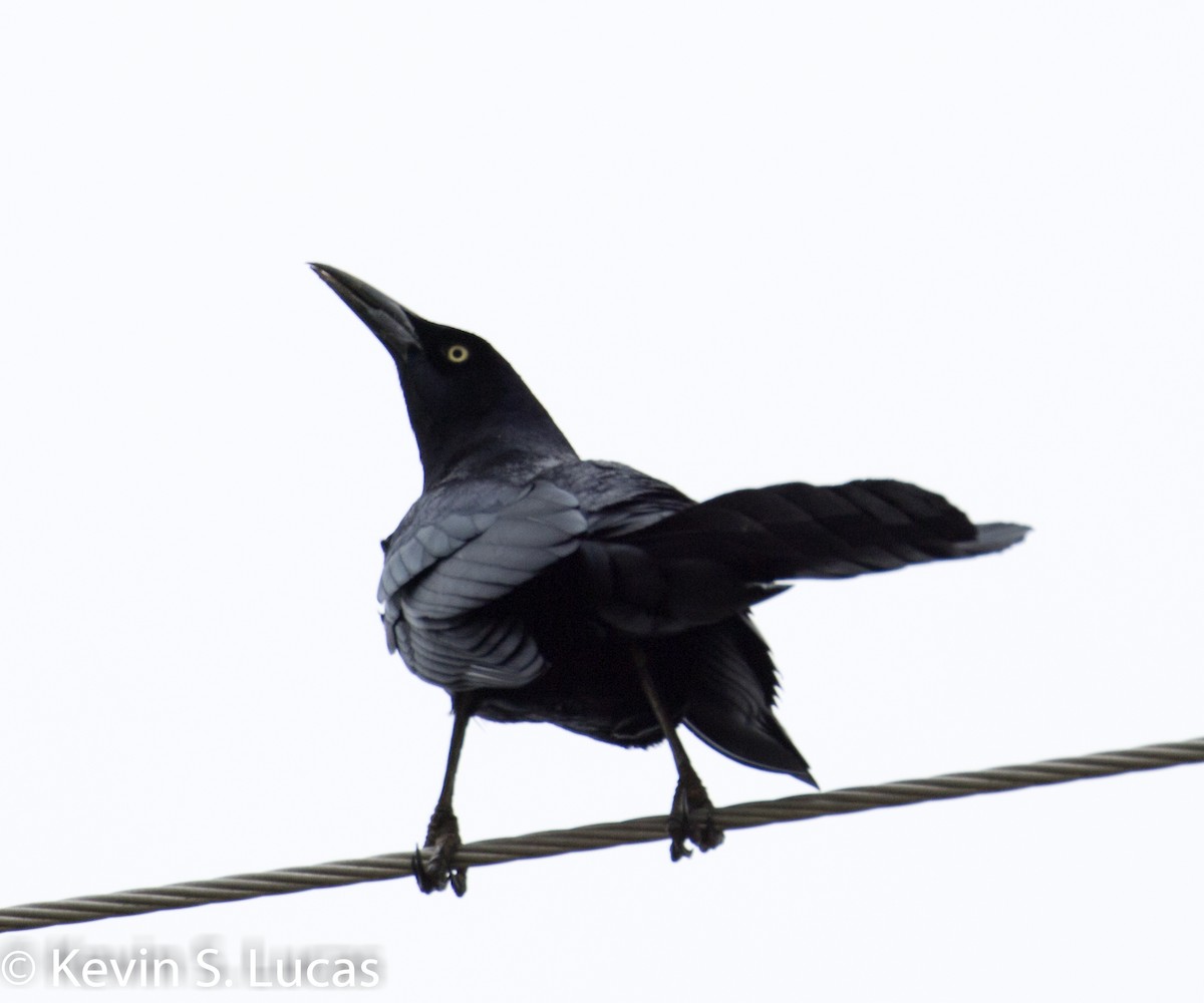 Great-tailed Grackle - ML610986038