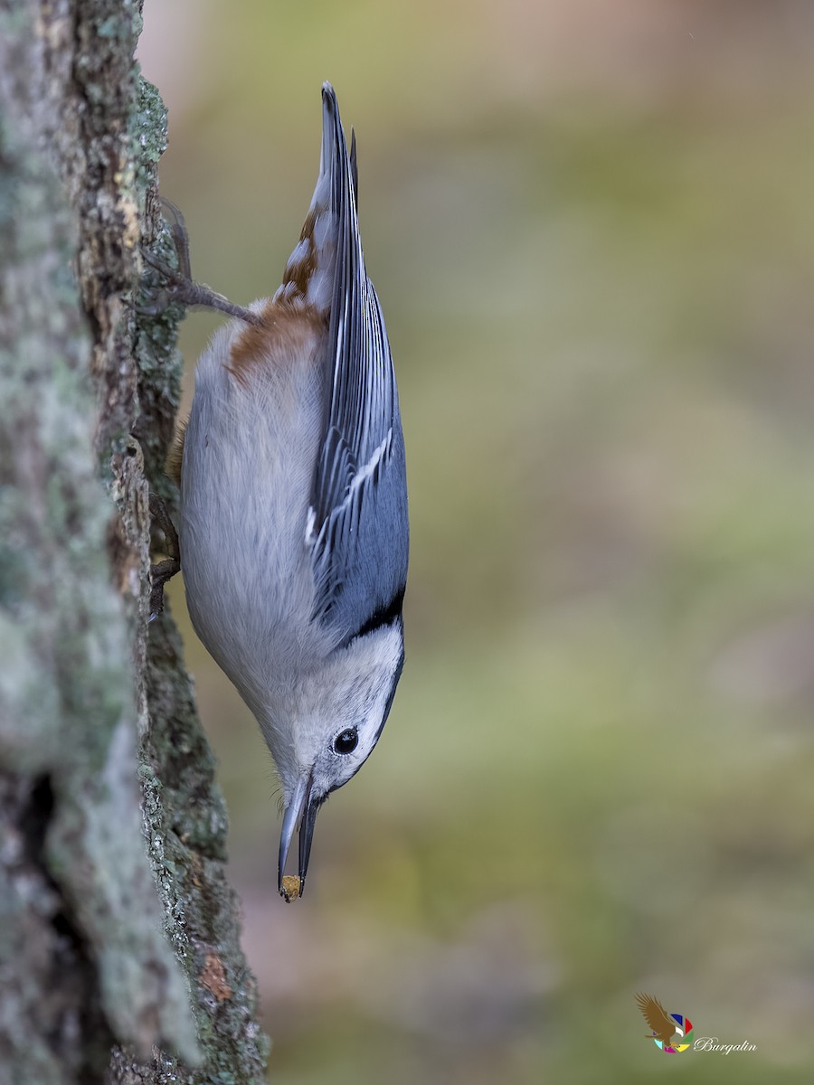 White-breasted Nuthatch - ML610986107