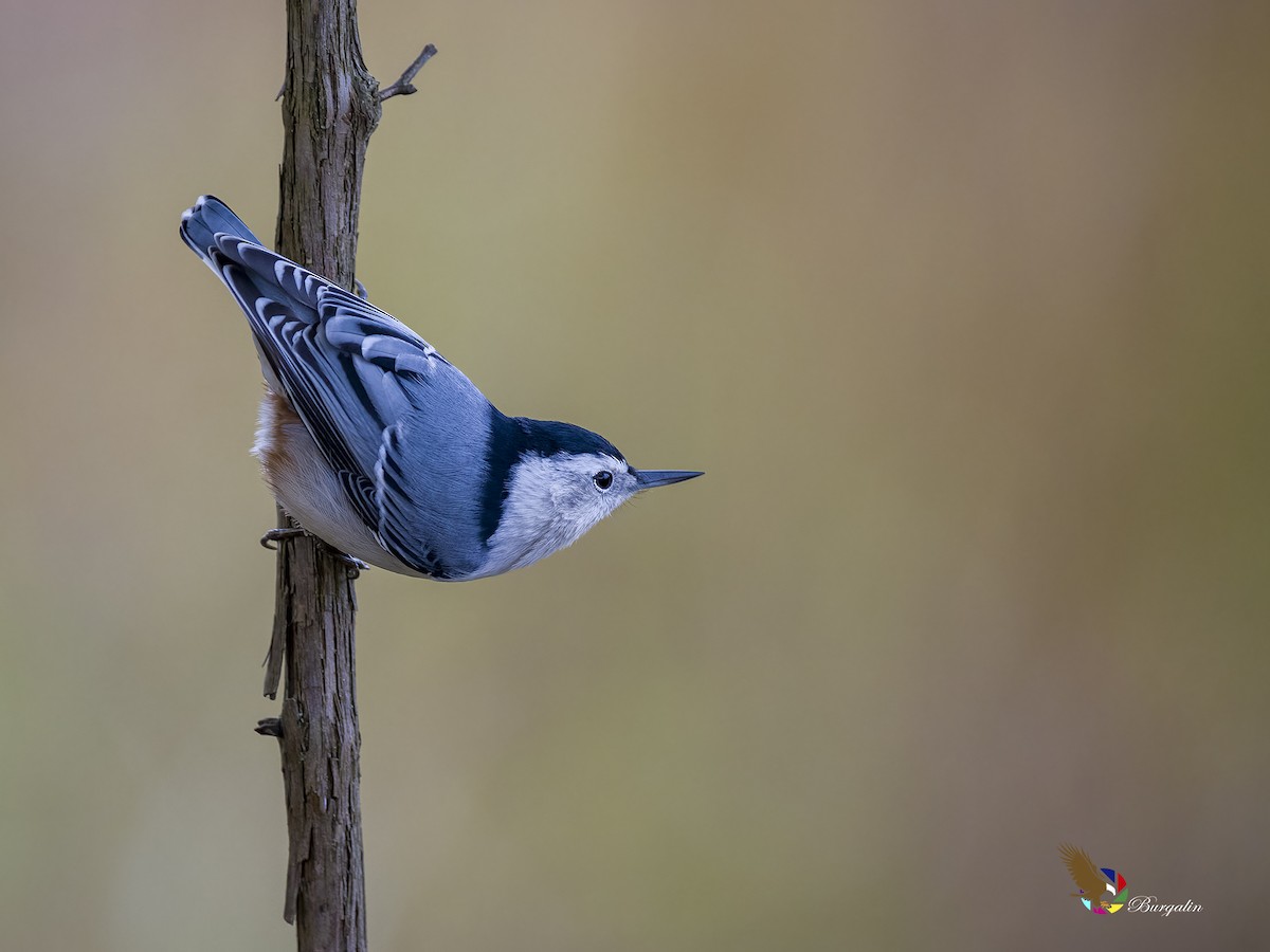 White-breasted Nuthatch - ML610986108
