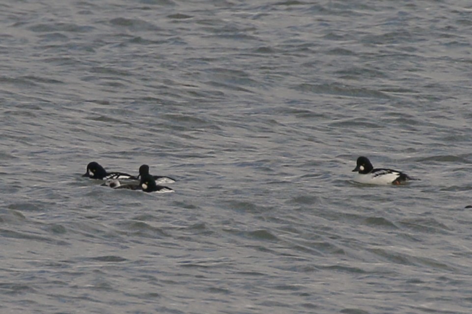 Long-tailed Duck - ML610986263