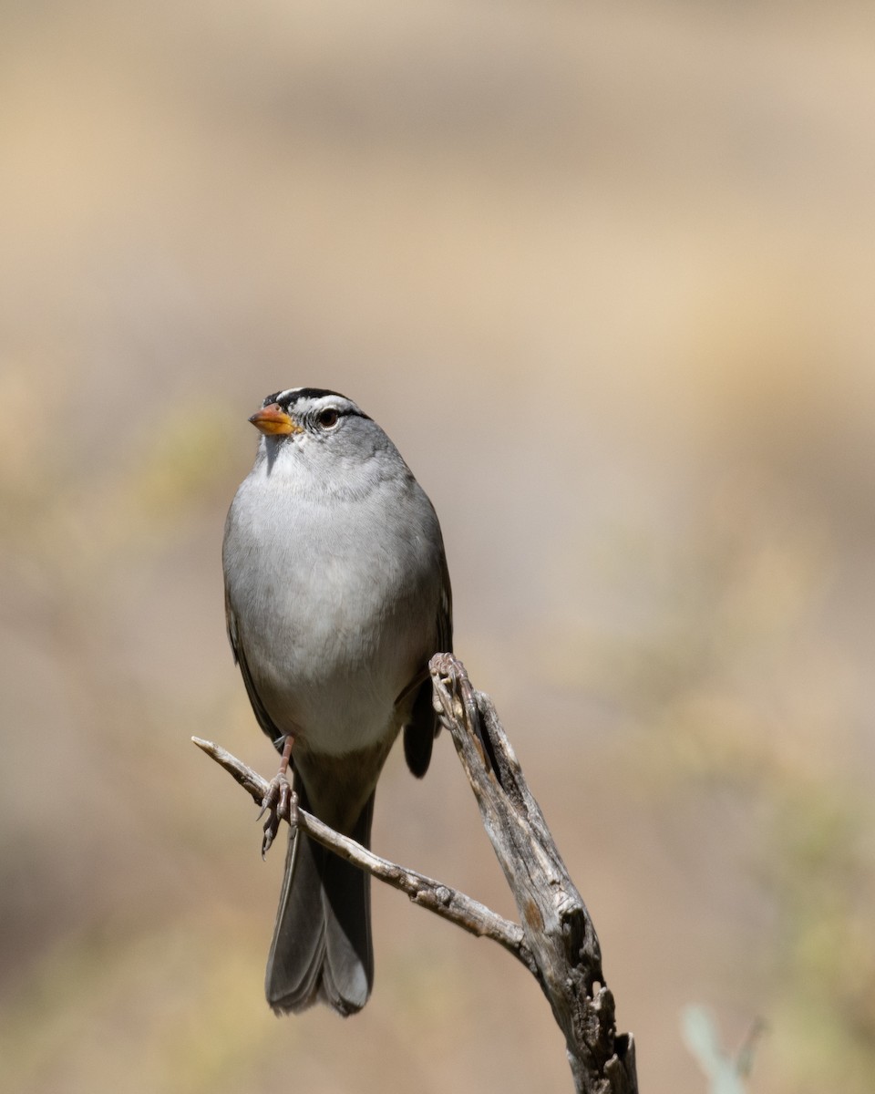 White-crowned Sparrow - ML610986371