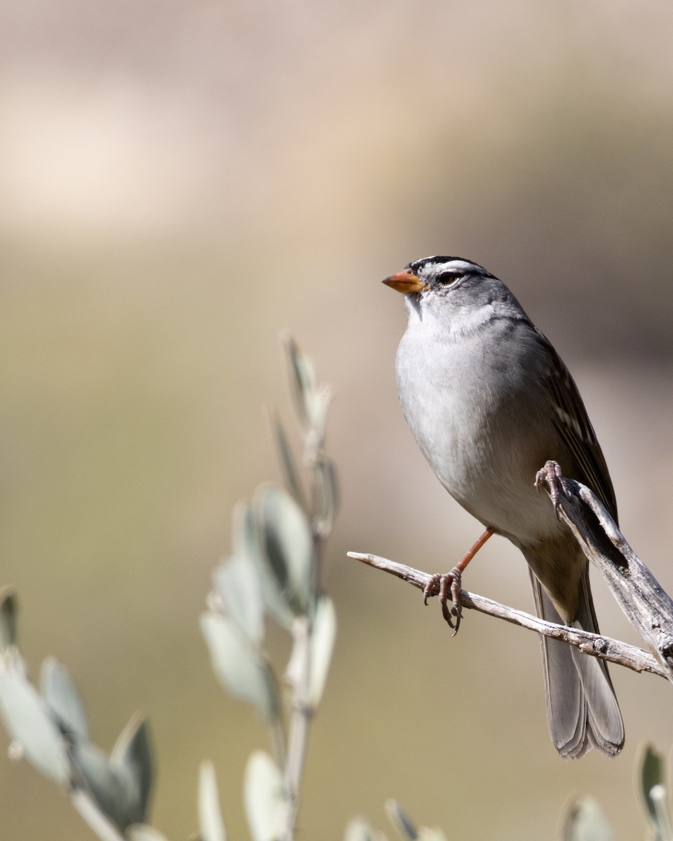 White-crowned Sparrow - ML610986372