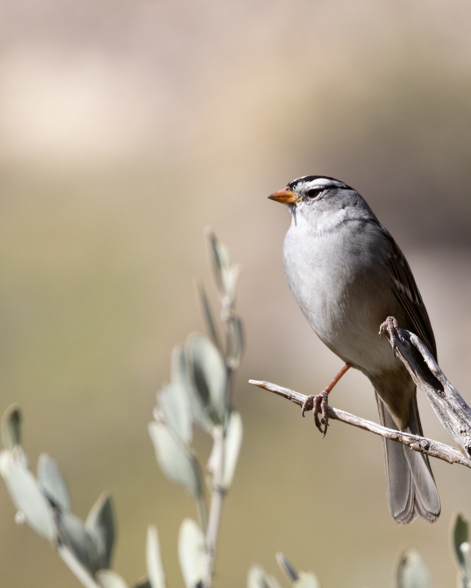 White-crowned Sparrow - ML610986373