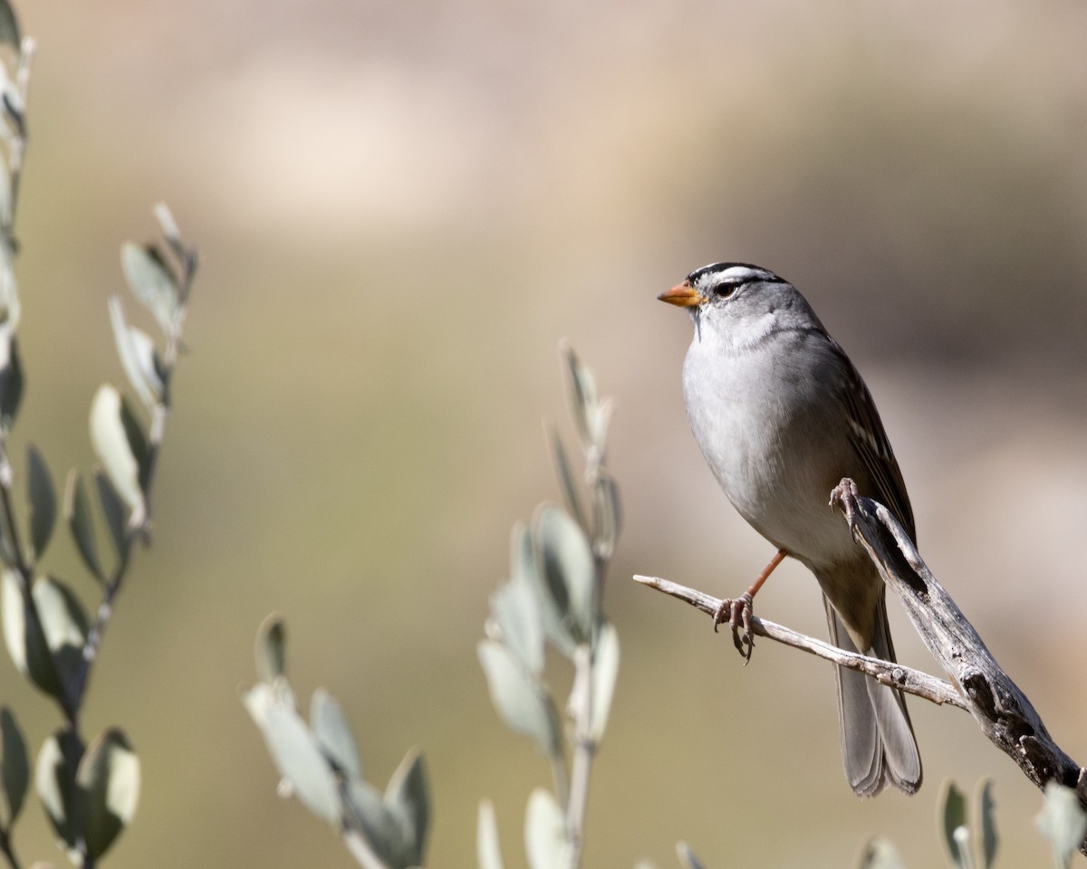 White-crowned Sparrow - ML610986375