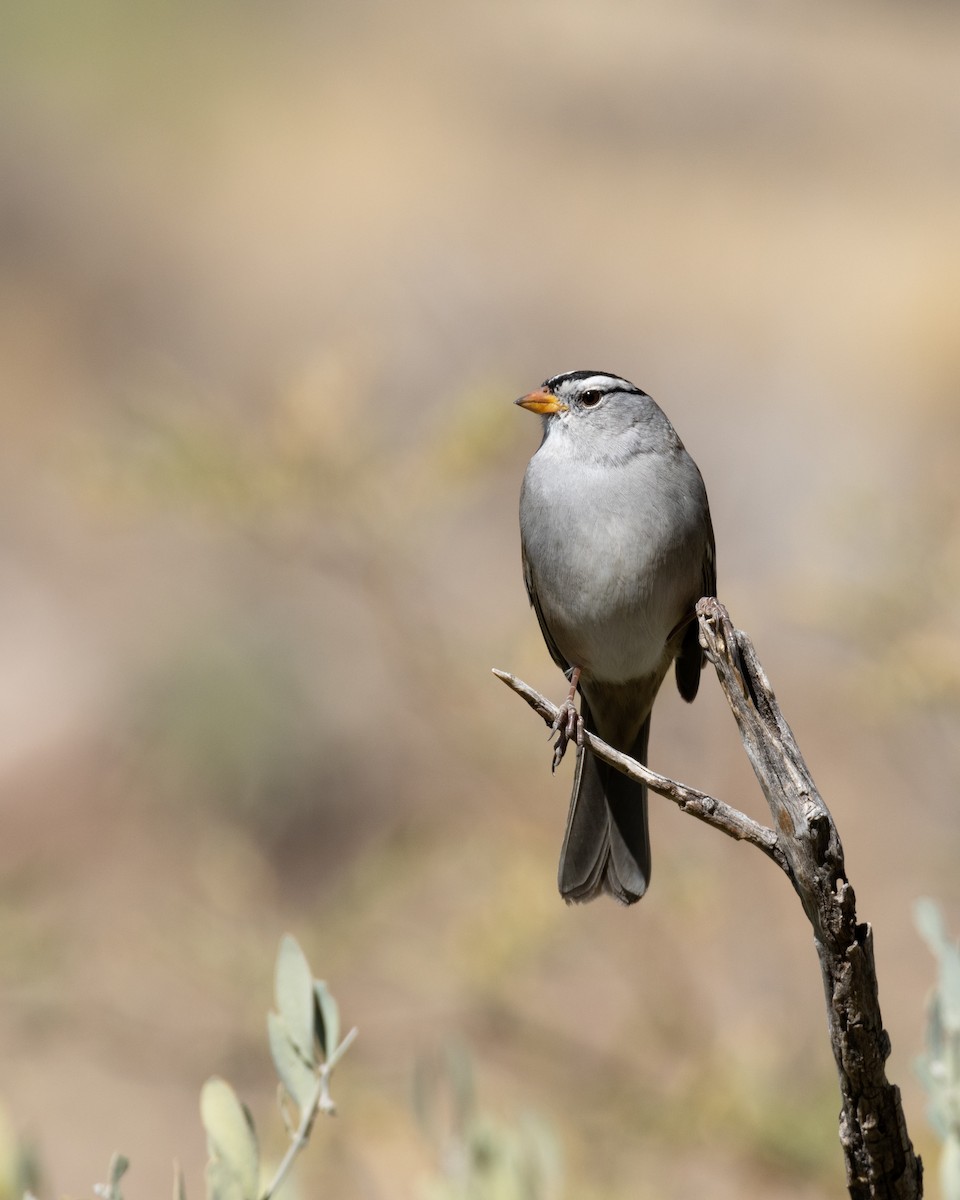 White-crowned Sparrow - ML610986379