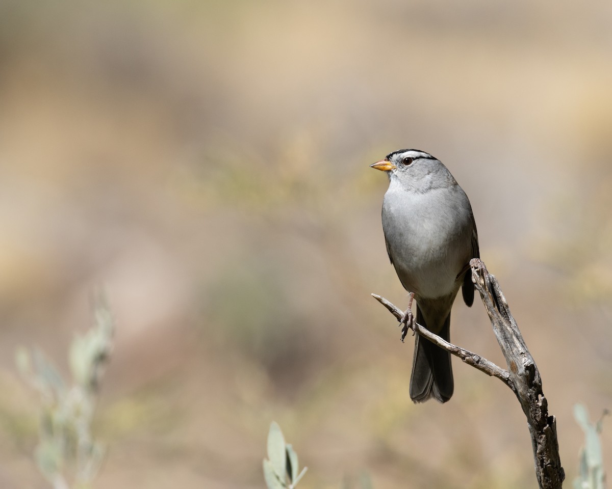 White-crowned Sparrow - ML610986380