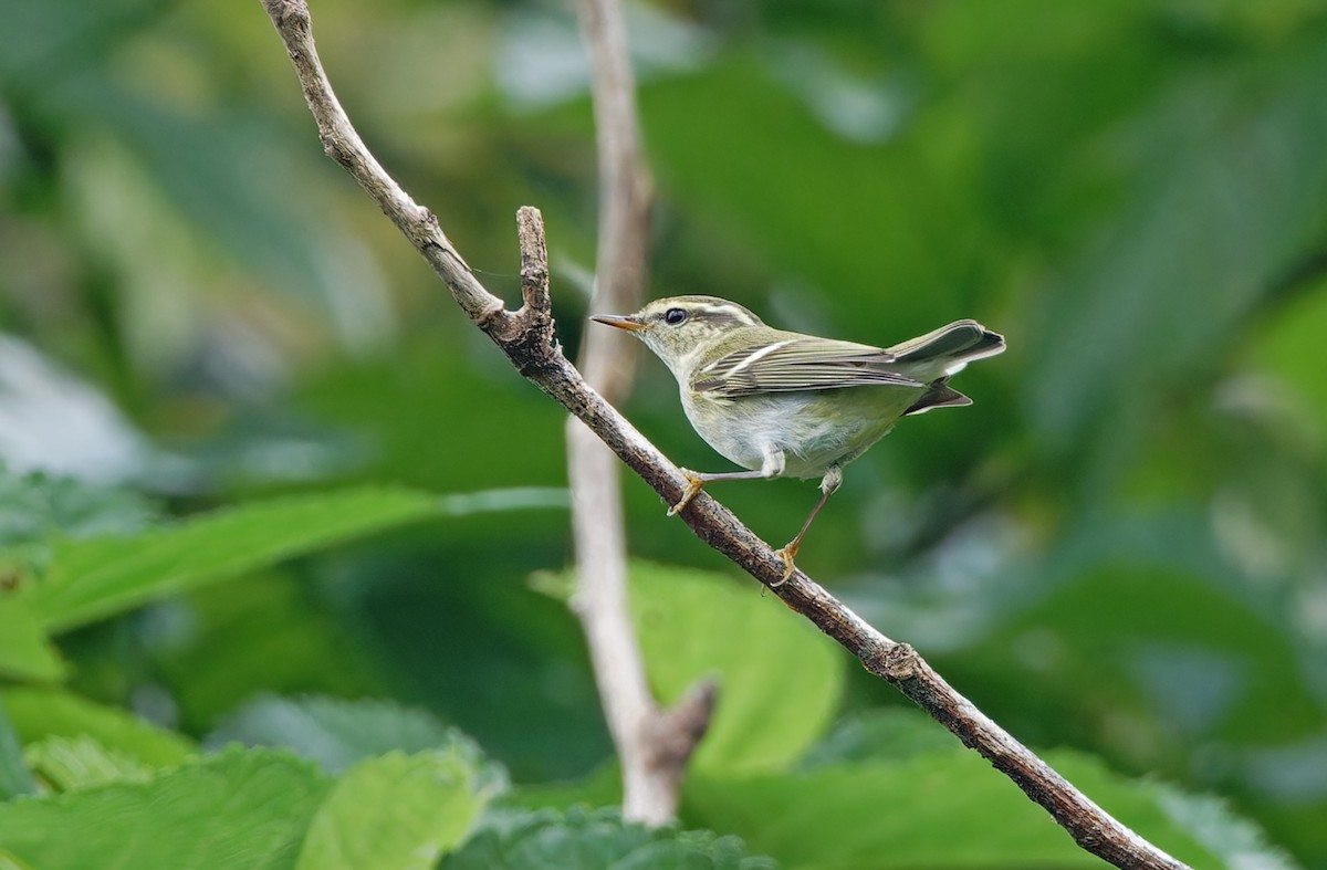 Yellow-browed Warbler - ML610986712