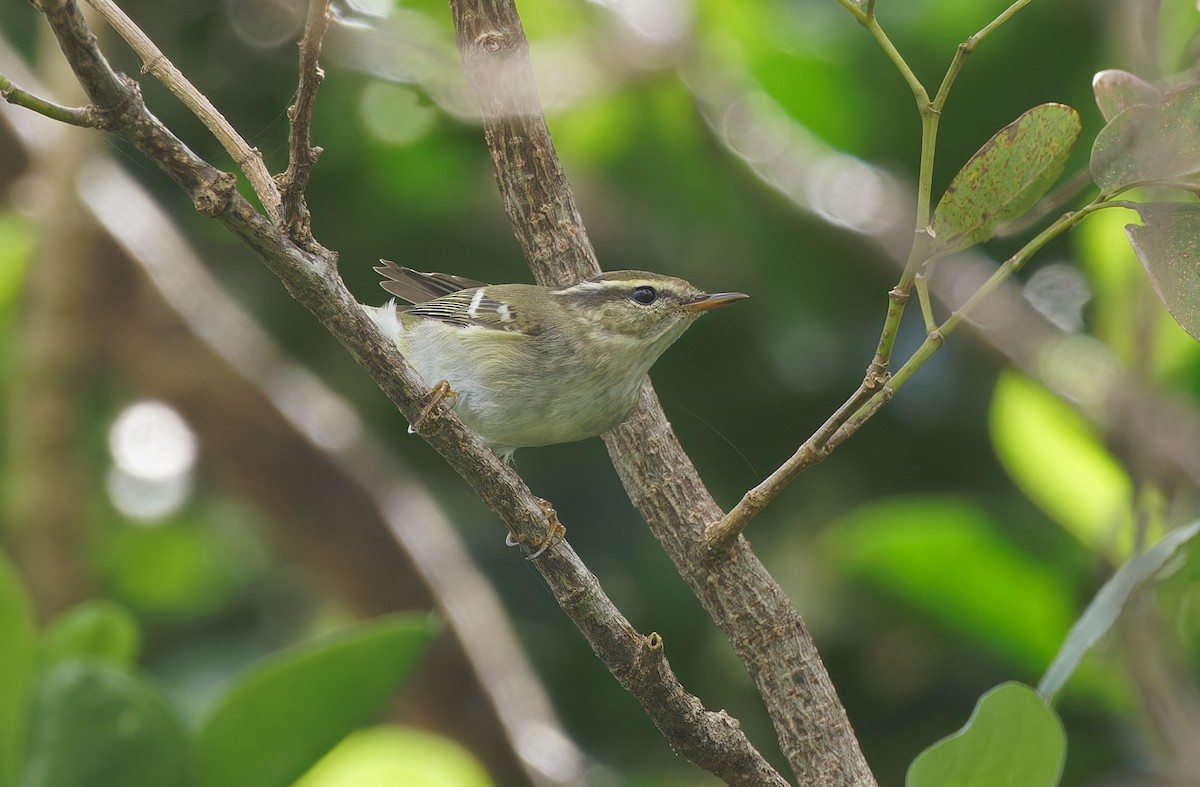 Yellow-browed Warbler - ML610986713