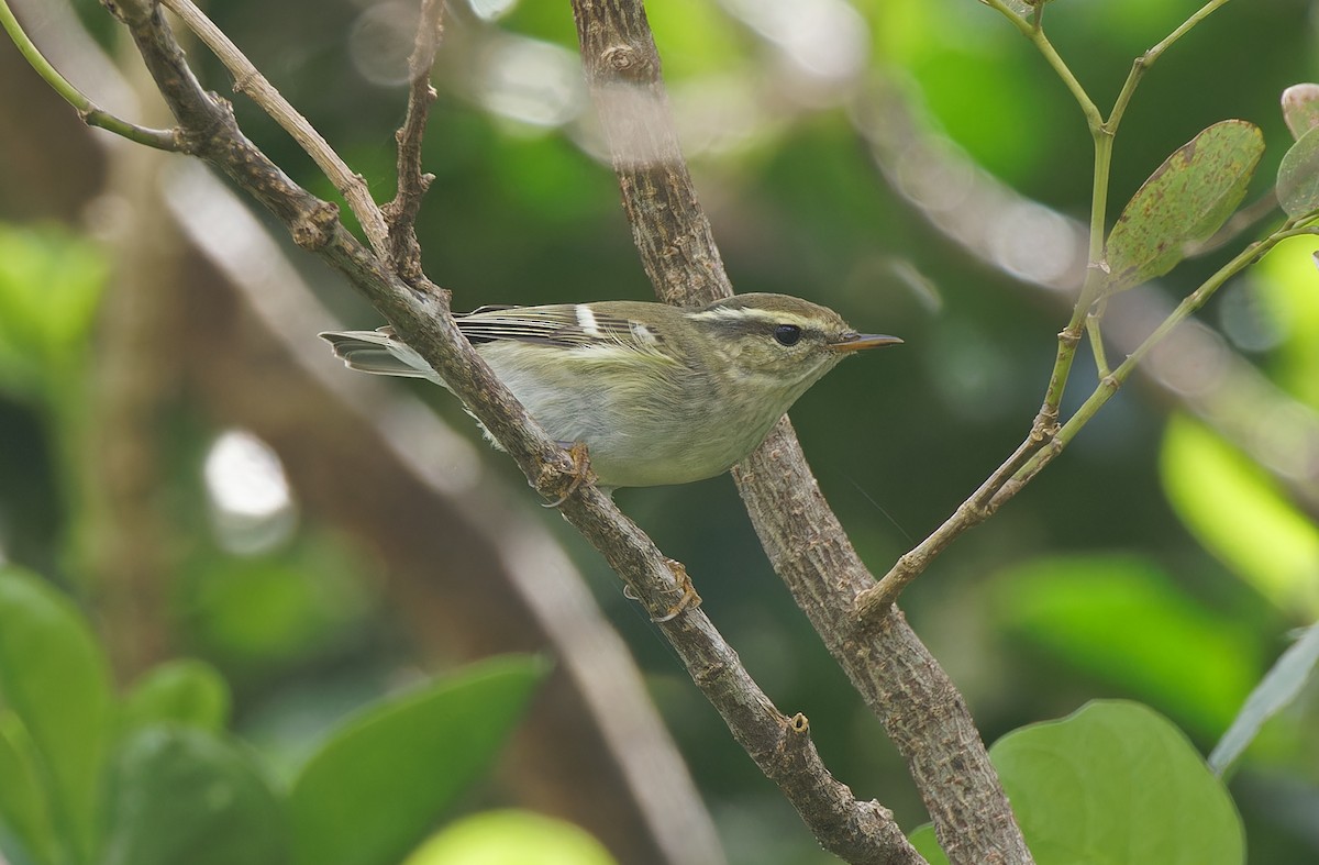 Yellow-browed Warbler - ML610986714