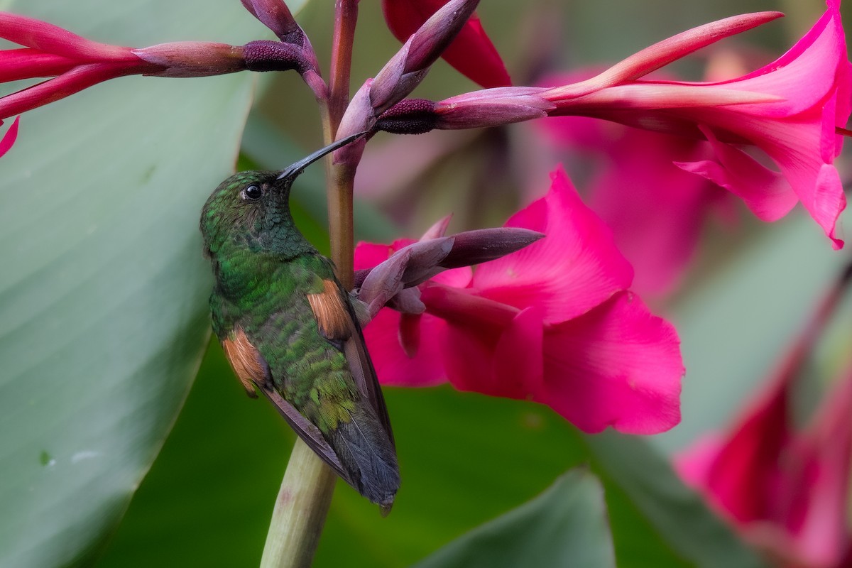 kolibřík páskoocasý - ML610986910