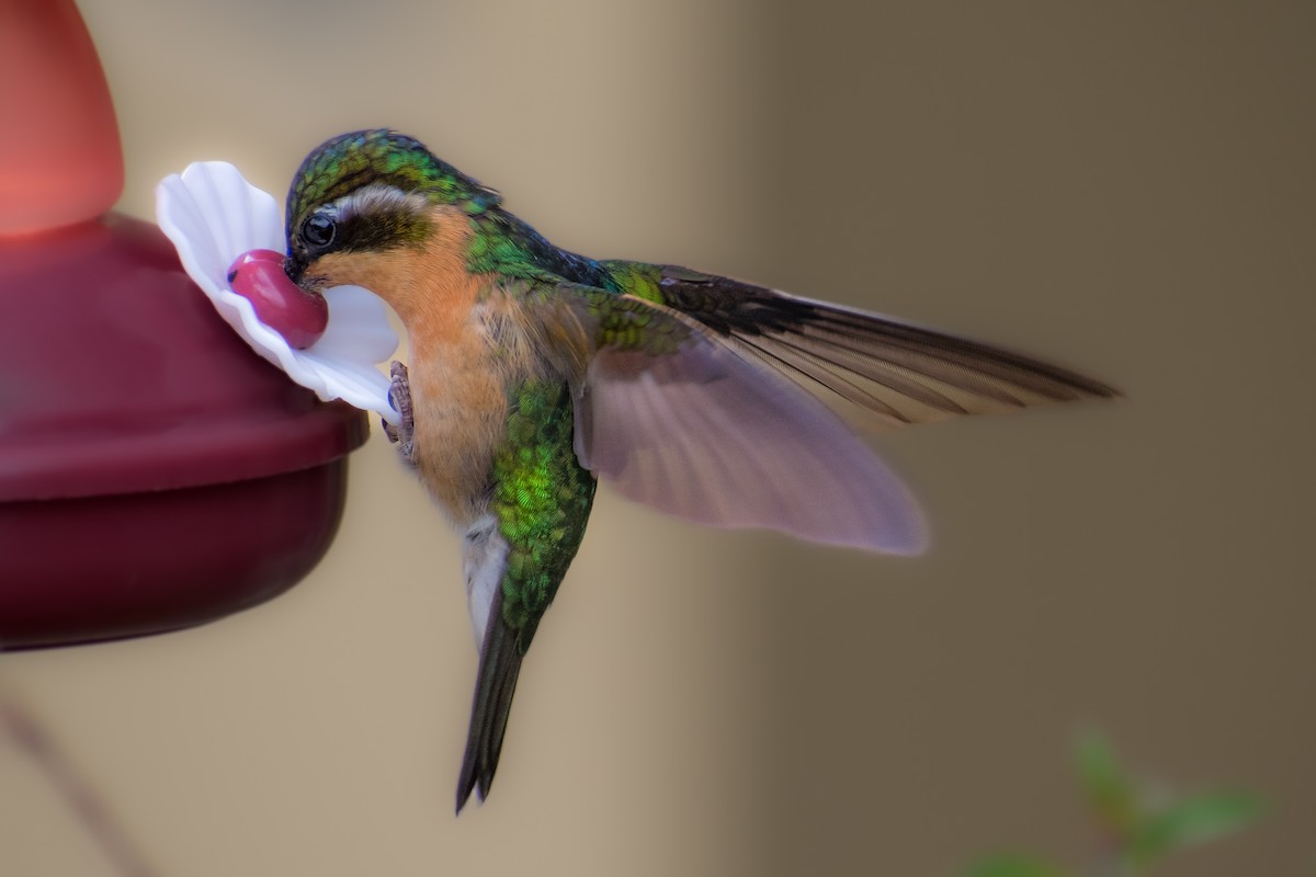 kolibřík pokřovní (ssp. cinereicauda) - ML610987063