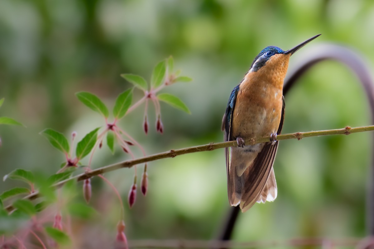 kolibřík pokřovní (ssp. cinereicauda) - ML610987080