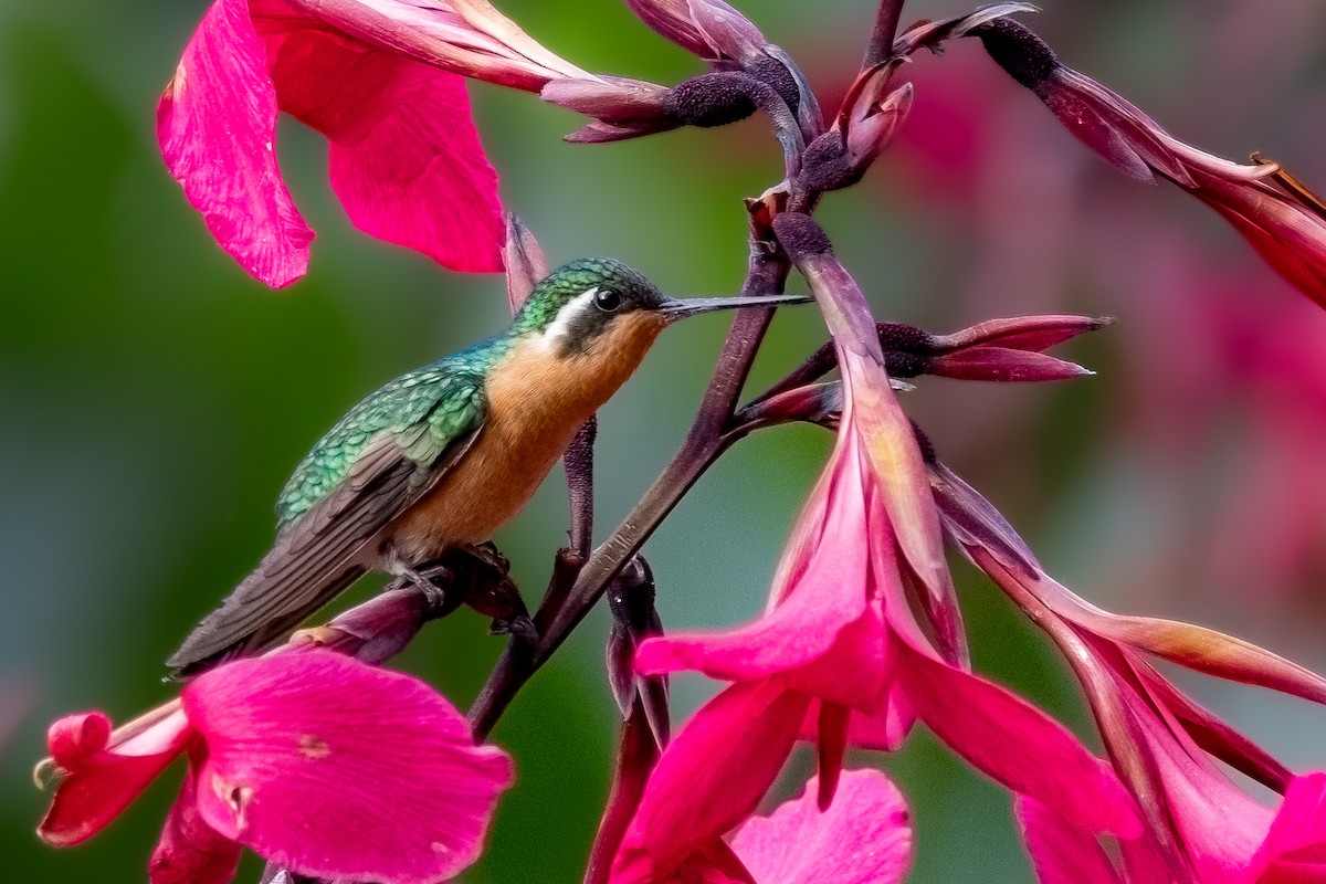 kolibřík pokřovní (ssp. cinereicauda) - ML610987082