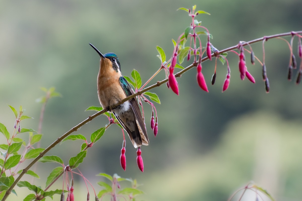 kolibřík pokřovní (ssp. cinereicauda) - ML610987084
