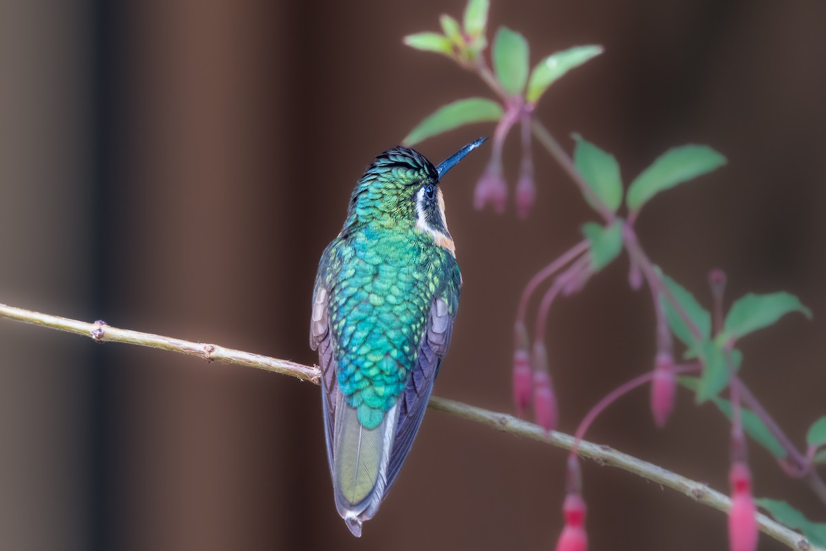 kolibřík pokřovní (ssp. cinereicauda) - ML610987085