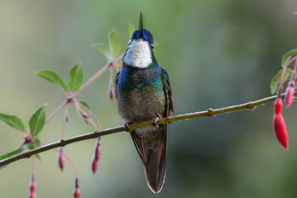 White-throated Mountain-gem (Gray-tailed) - ML610987138
