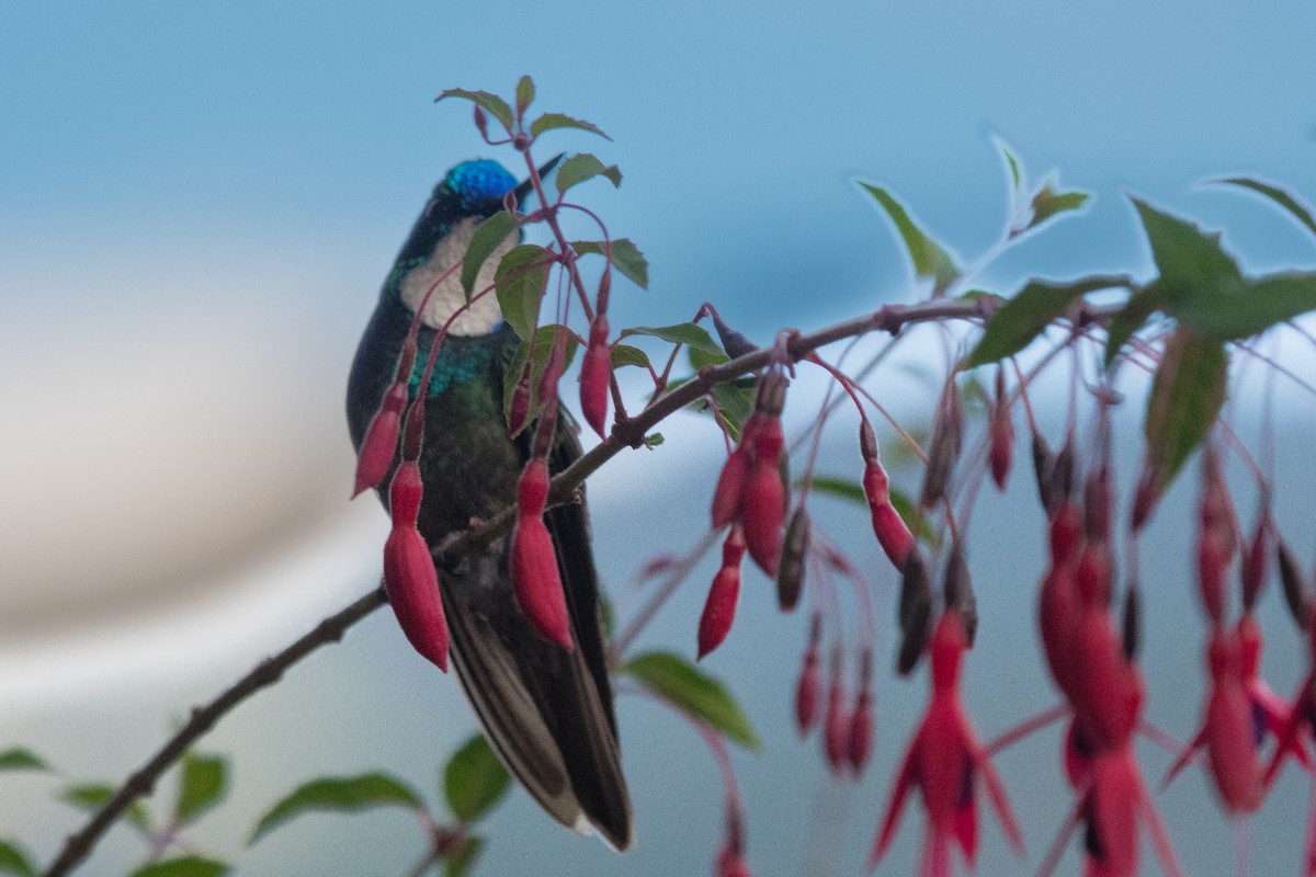 kolibřík pokřovní (ssp. cinereicauda) - ML610987141