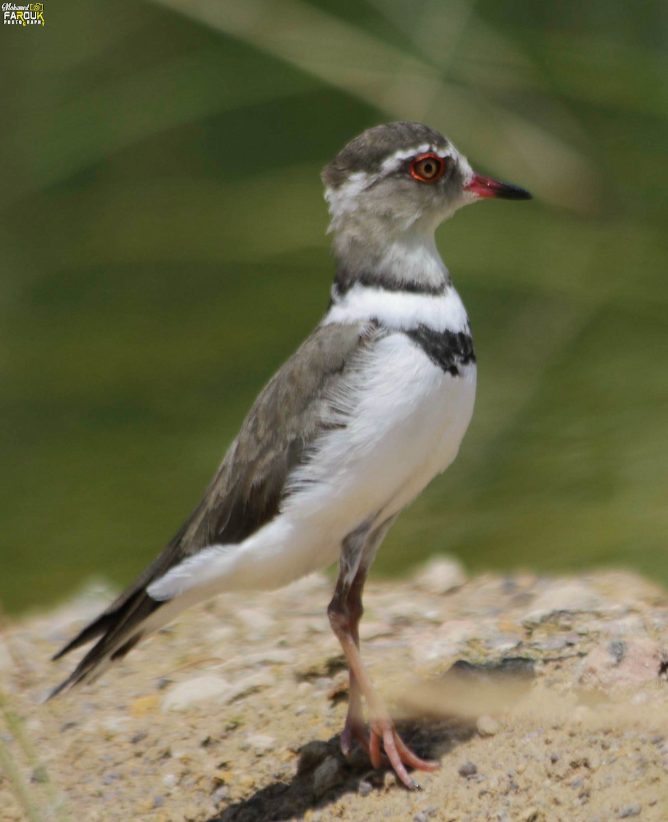 Three-banded Plover - ML610987276