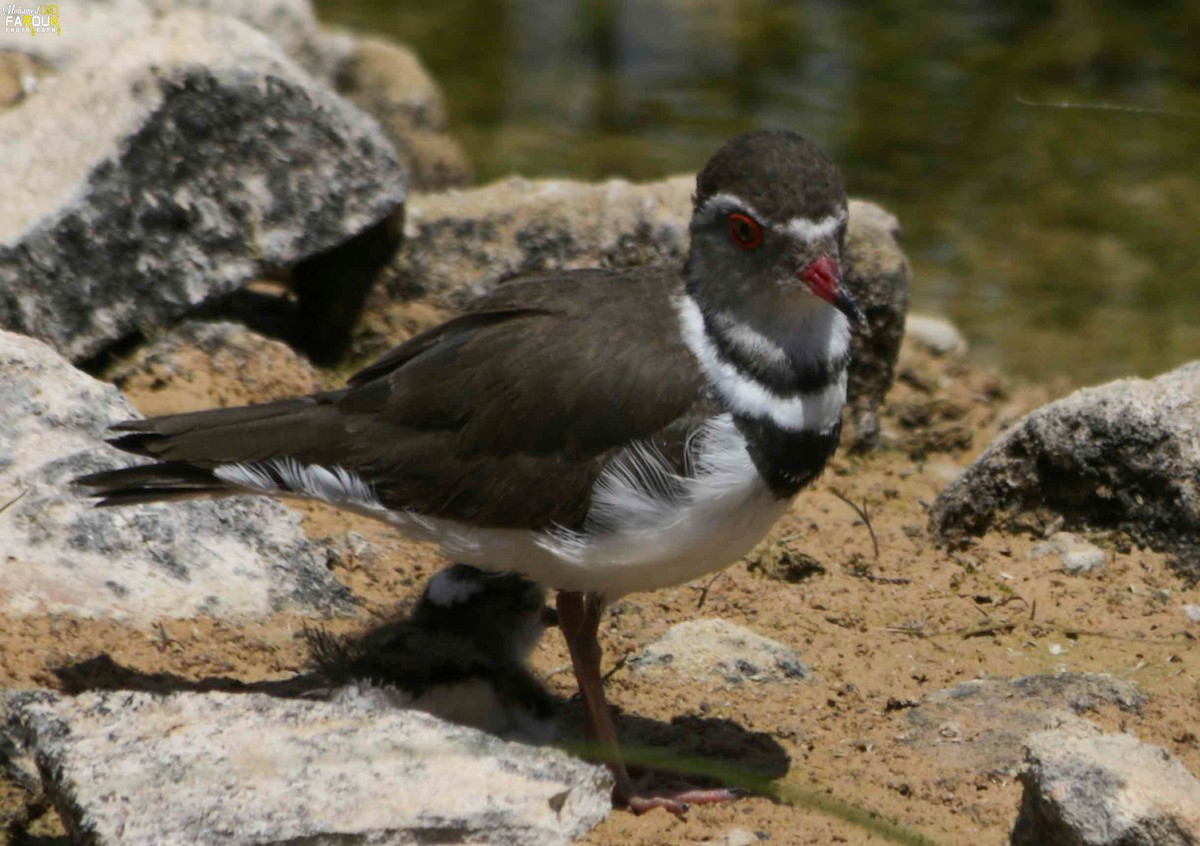 Three-banded Plover - ML610987277