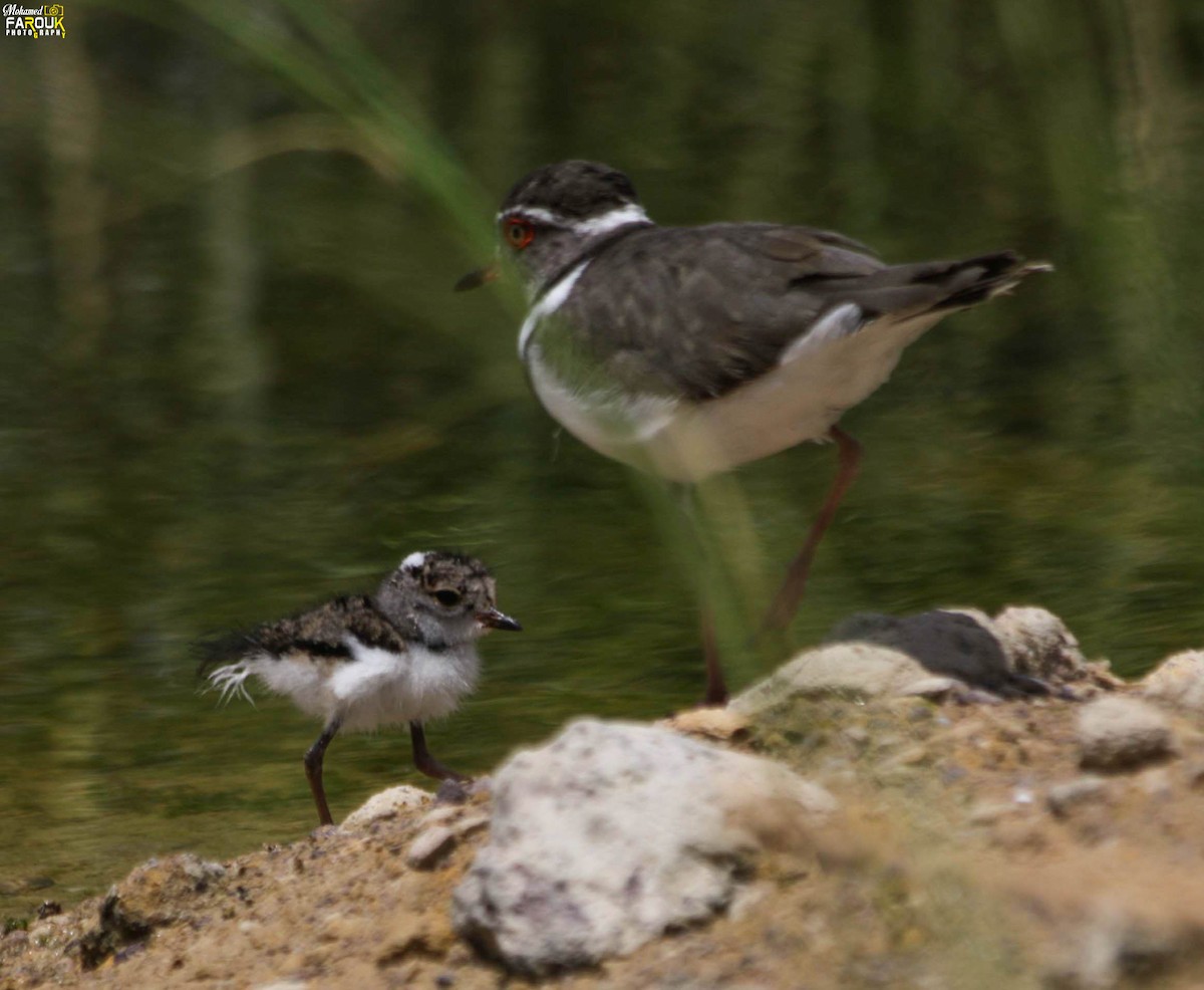 Three-banded Plover - ML610987278