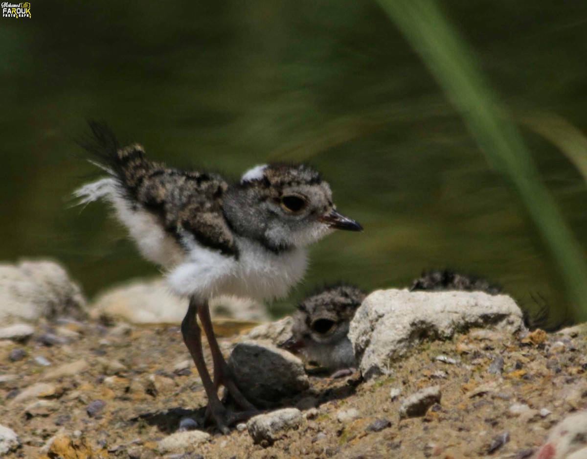 Three-banded Plover - ML610987280