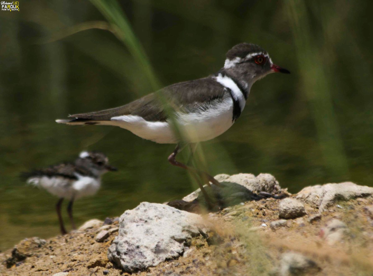 Three-banded Plover - ML610987281
