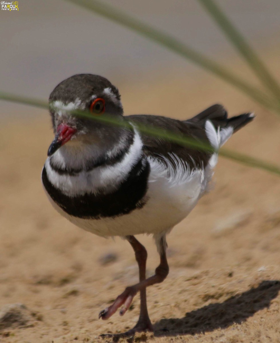 Three-banded Plover - ML610987282