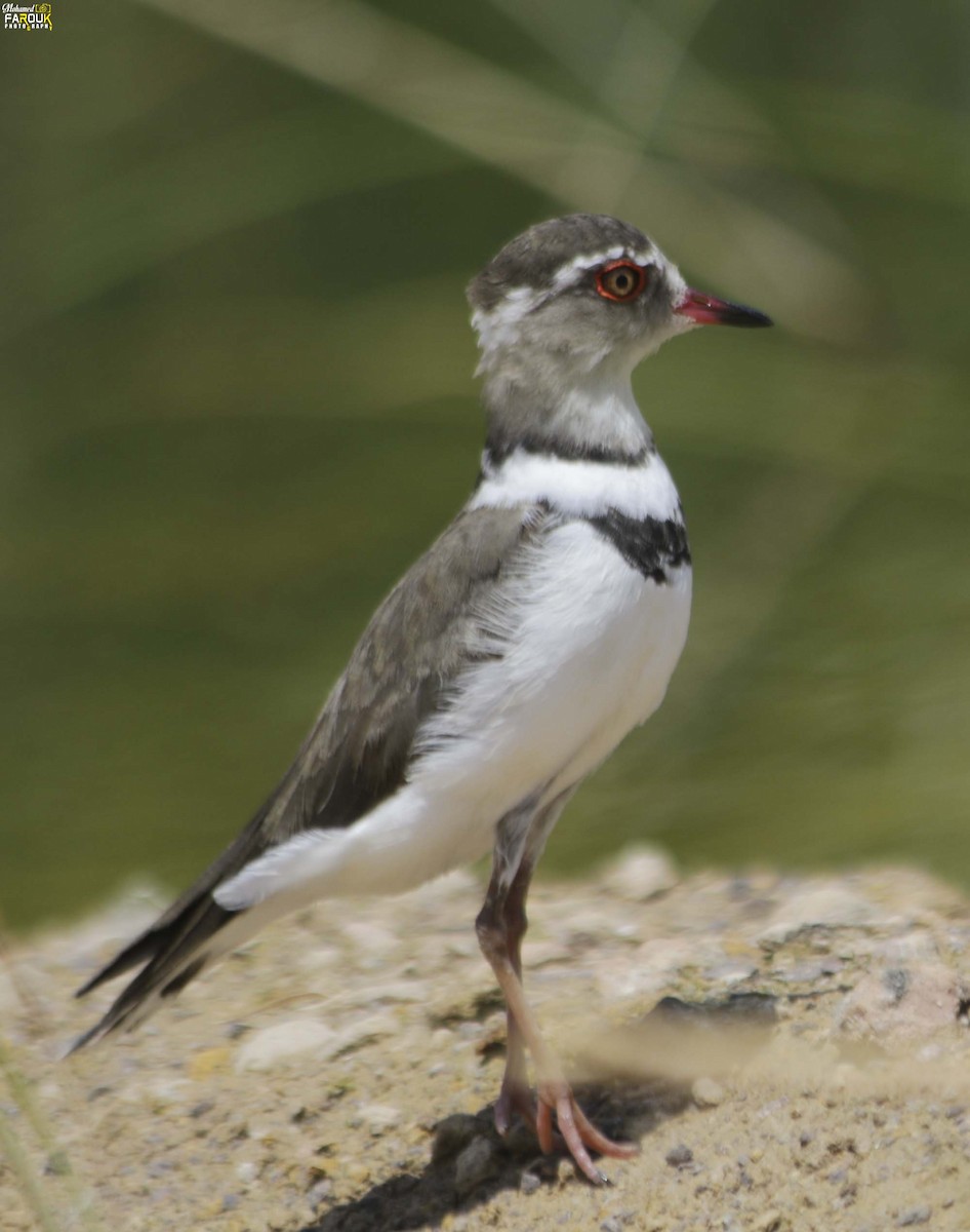 Three-banded Plover - ML610987451