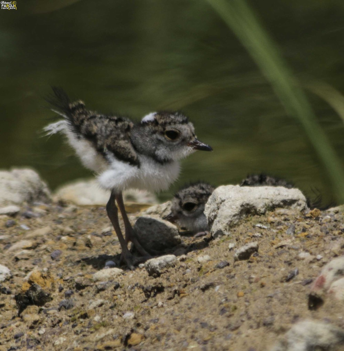 Three-banded Plover - ML610987452