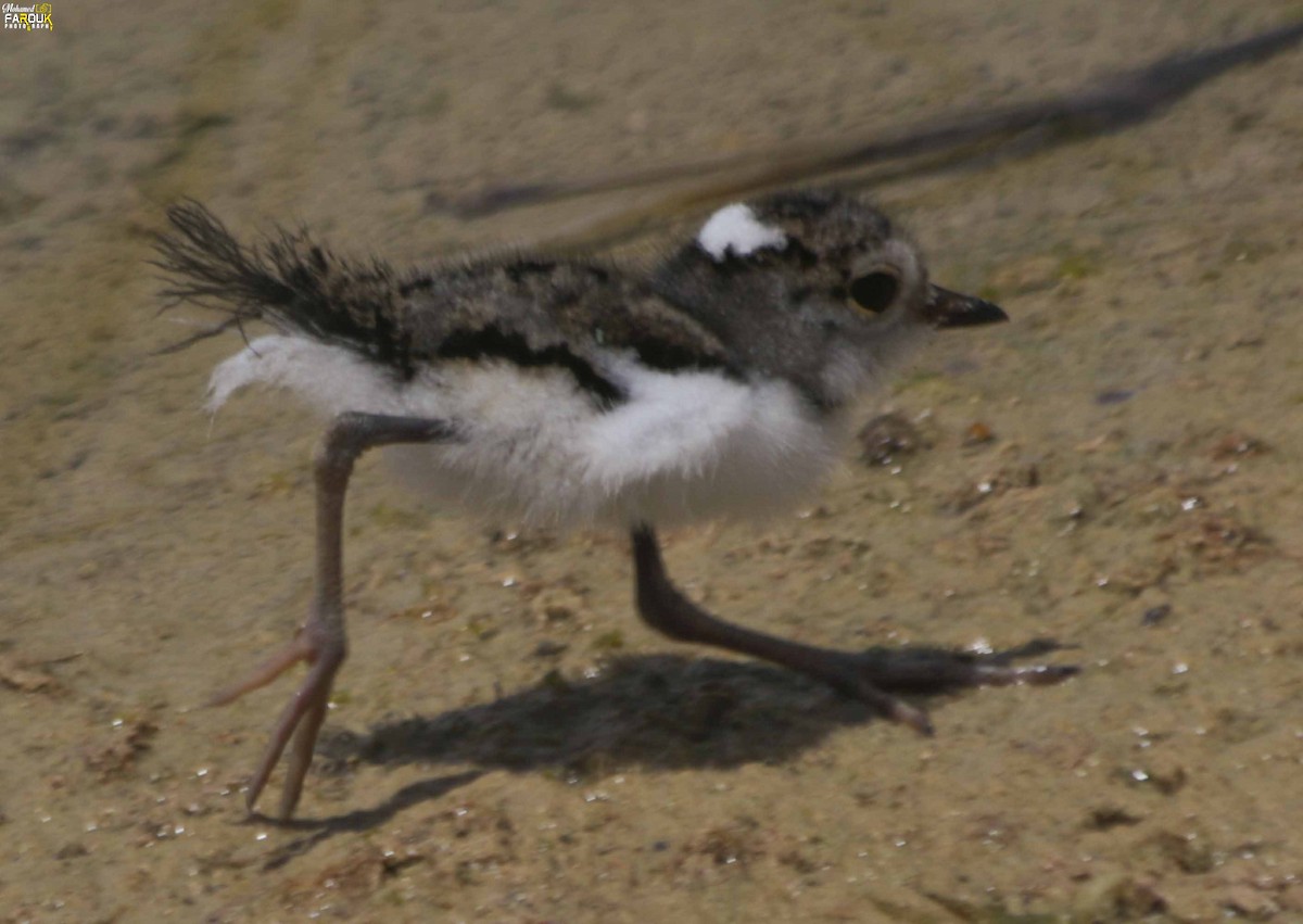 Three-banded Plover - ML610987453