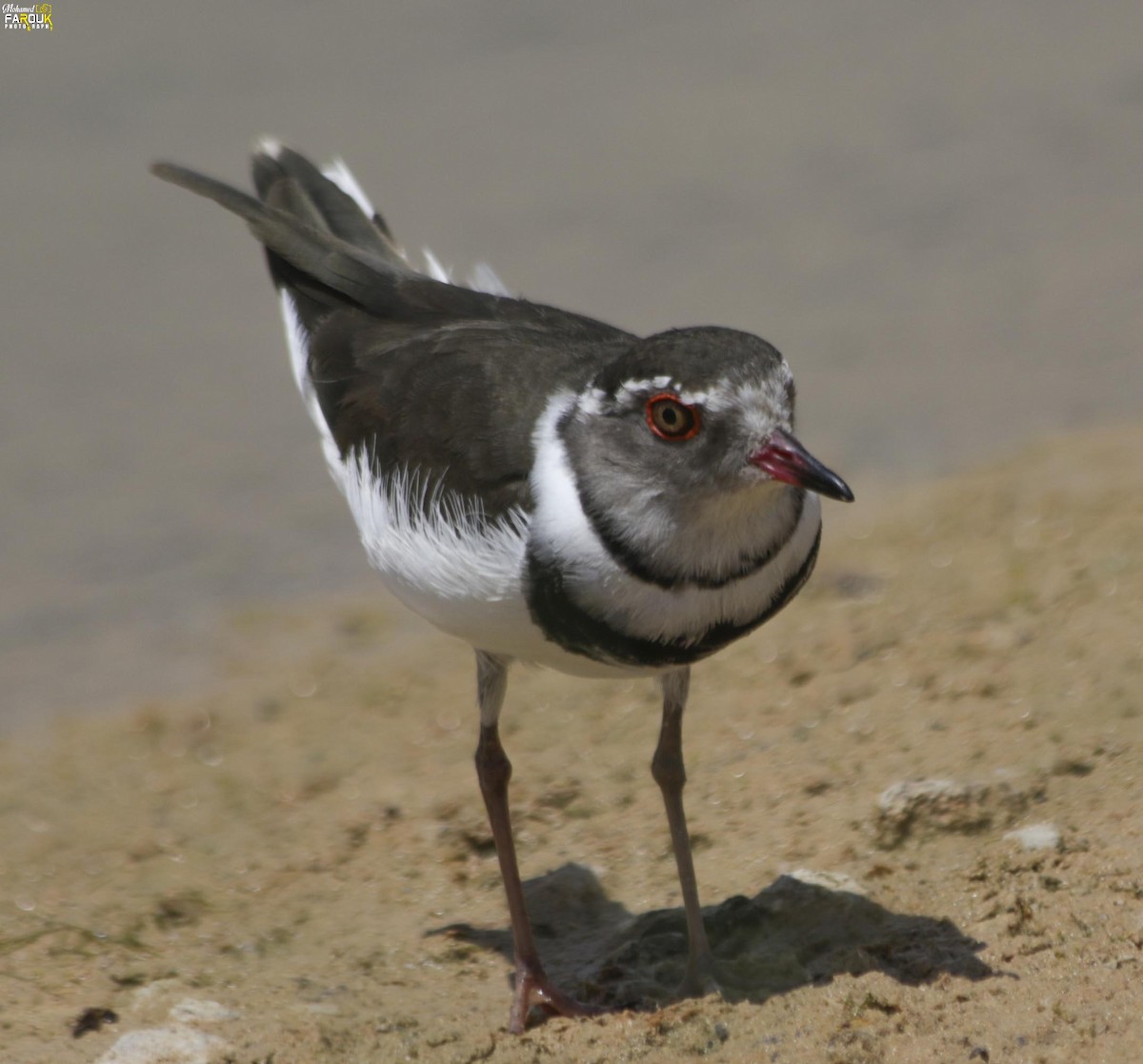 Three-banded Plover - ML610987455