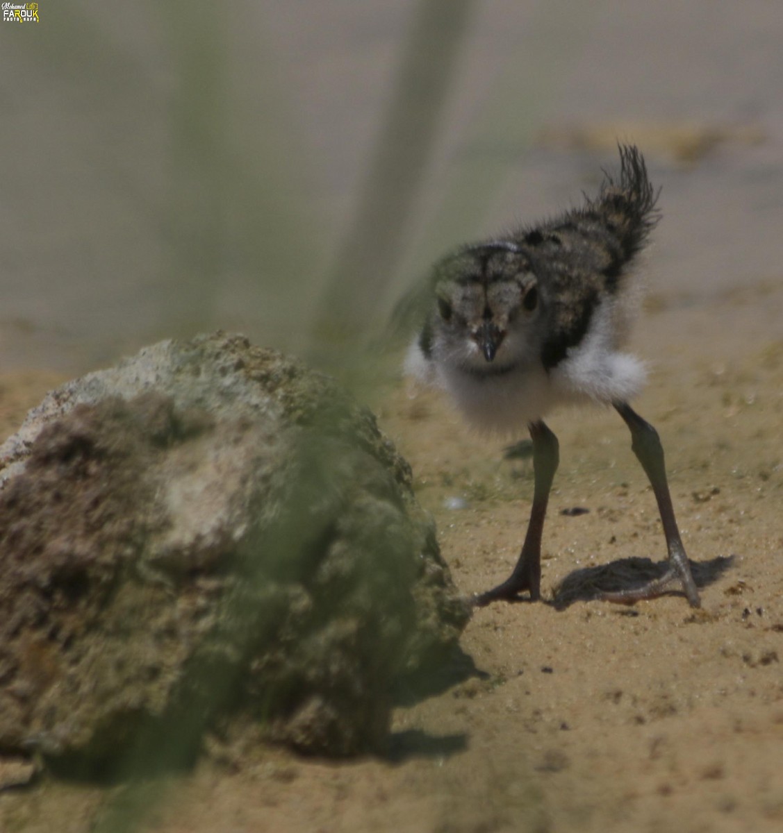Three-banded Plover - ML610987456