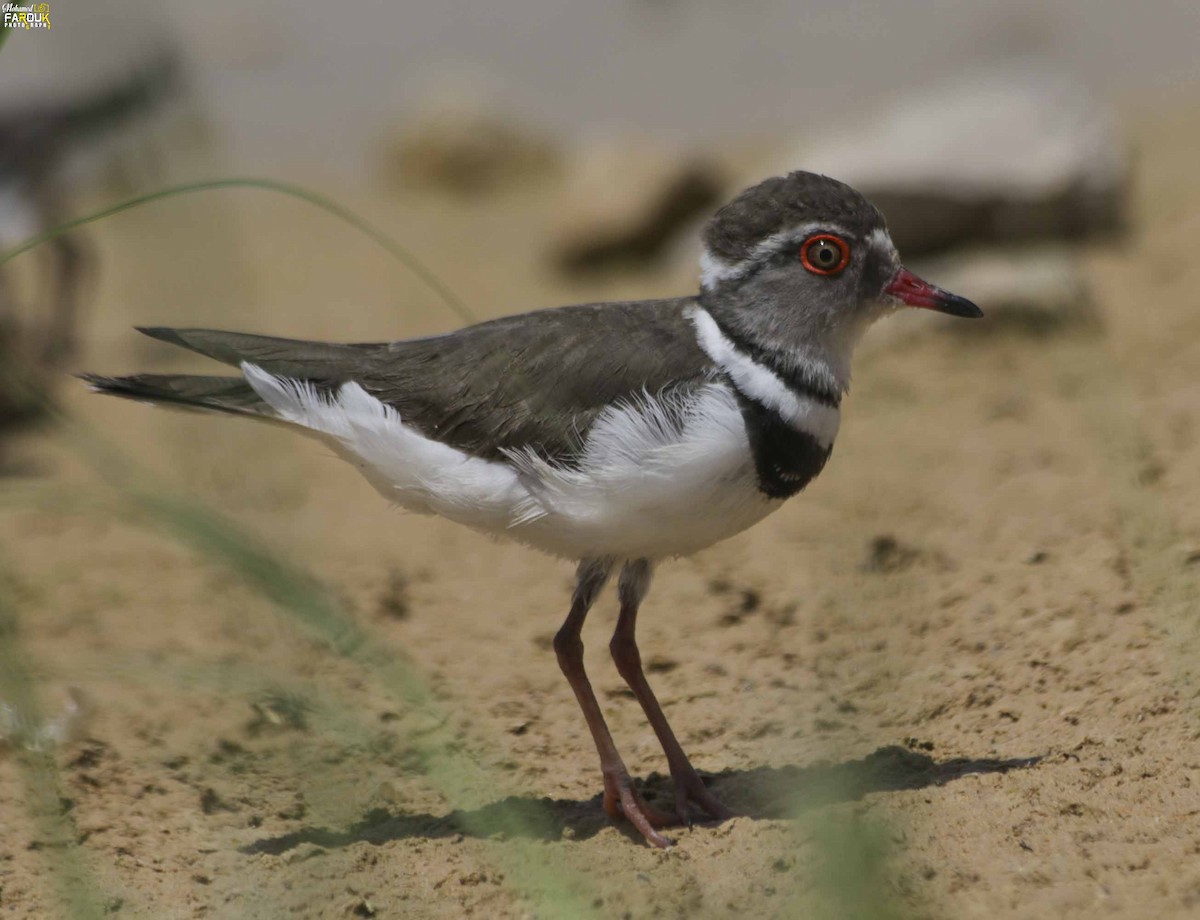 Three-banded Plover - ML610987457