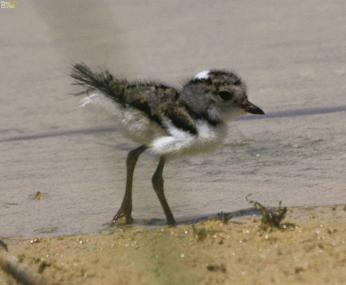 Three-banded Plover - ML610987458