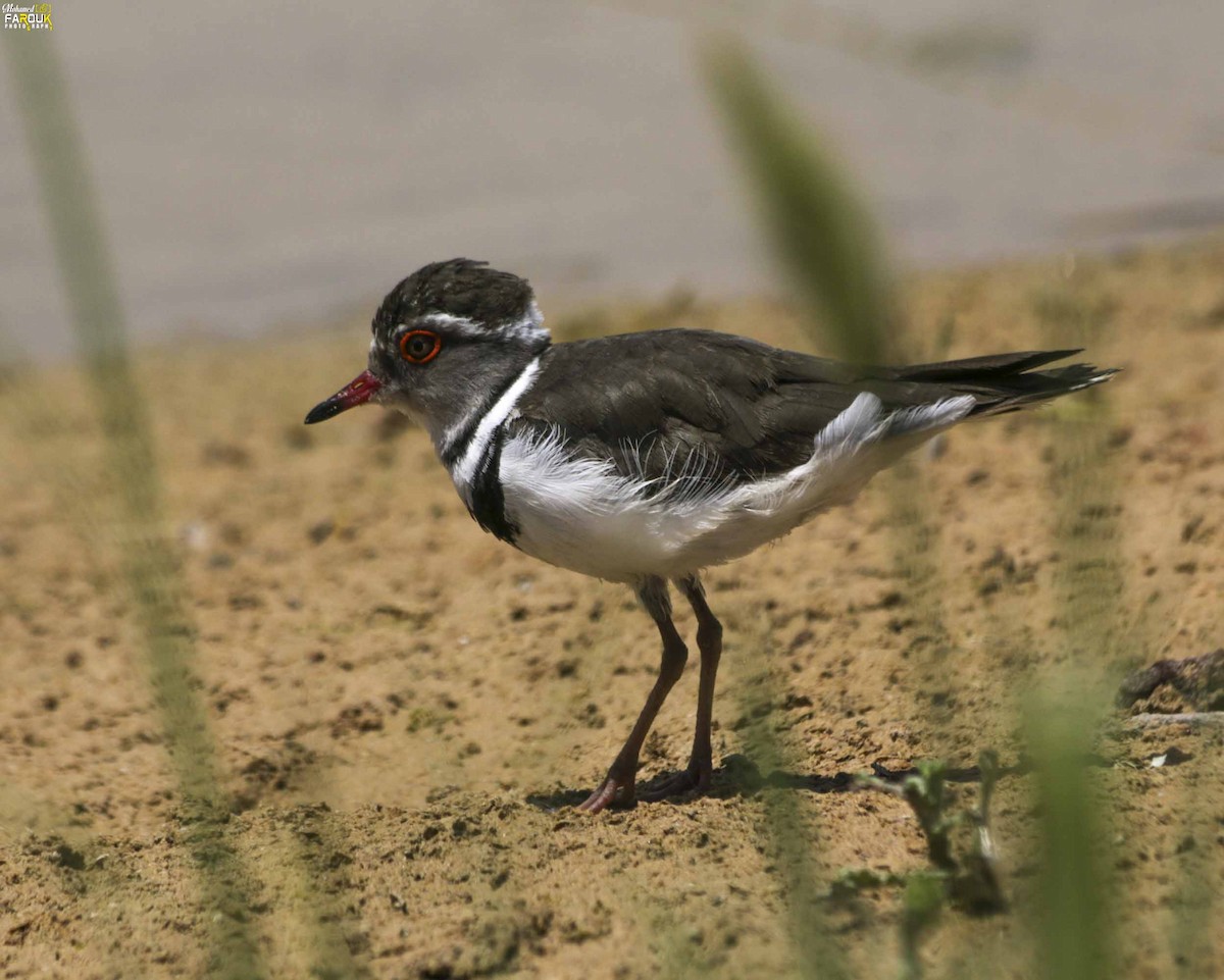 Three-banded Plover - ML610987459