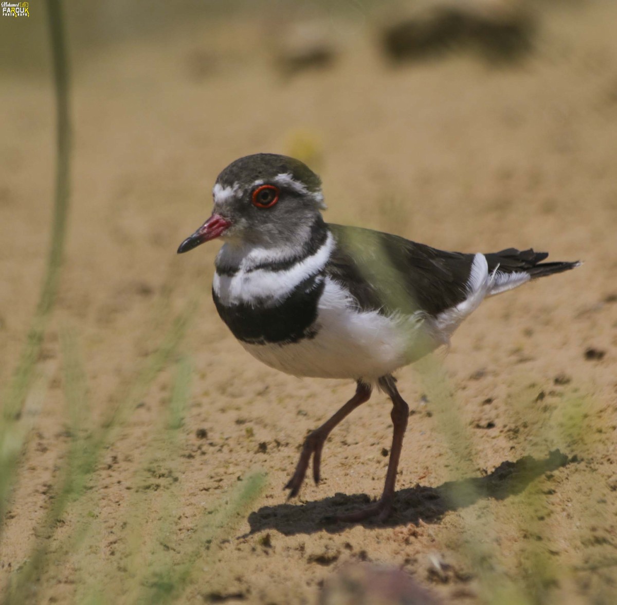 Three-banded Plover - ML610987460