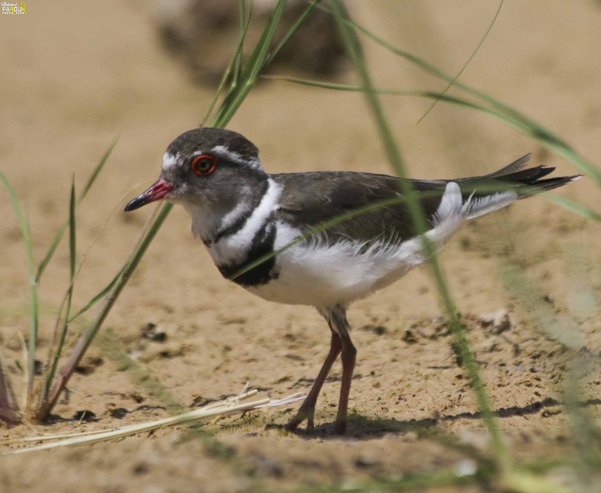 Three-banded Plover - ML610987461